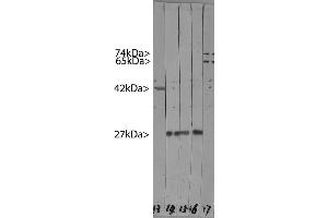 Western blots of HeLa cell crude extracts. (HSP27 Antikörper)