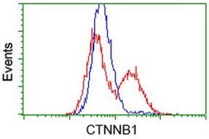 HEK293T cells transfected with either RC208947 overexpress plasmid (Red) or empty vector control plasmid (Blue) were immunostained by anti-CTNNB1 antibody (ABIN2454136), and then analyzed by flow cytometry. (CTNNB1 Antikörper)