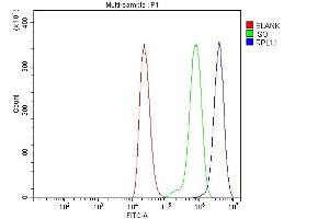Flow Cytometry analysis of THP-1 cells using anti-RPL11 antibody (ABIN7602315).