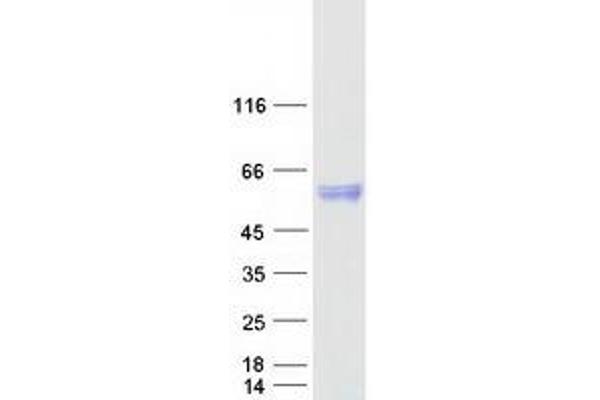Lipase A Protein (Transcript Variant 2) (Myc-DYKDDDDK Tag)