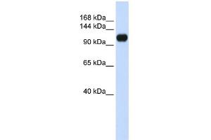 WB Suggested Anti-KIAA0692 Antibody Titration: 0. (ANKLE2 Antikörper  (Middle Region))