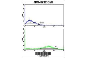 Flow cytometric analysis of NCI-H292 cells using Fascin Antibody (bottom histogram) compared to a negative control cell (top histogram). (Fascin Antikörper  (AA 322-350))