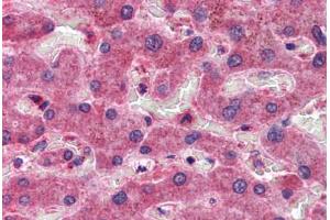 Human Liver: Formalin-Fixed, Paraffin-Embedded (FFPE) (CREB3L1 Antikörper  (AA 497-509))