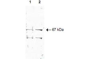 Western blot using Nrf1 polyclonal antibody  shows detection of a 67 KDa band corresponding to human Nrf1 in a (Lane 1) HeLa nuclear extract and (Lane 2) whole cell lysate (molecular weight marker not shown). (NRF1 Antikörper  (AA 1-534))