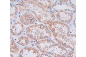 Used in DAB staining on fromalin fixed paraffin- embedded kidney tissue (RNLS Antikörper  (AA 18-180))