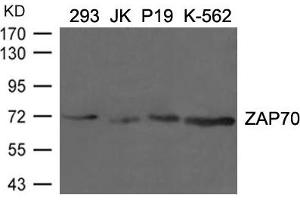 Western blot analysis of extracts from 293, JK, p19 and K-562 cells using ZAP70(Ab-292) Antibody. (ZAP7 (AA 288-292) Antikörper)