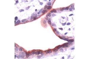 Human placenta stained with anti-ANXA1 (Annexin a1 Antikörper  (N-Term))