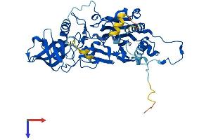 POLD2 Protein (AA 1-469) (His tag)