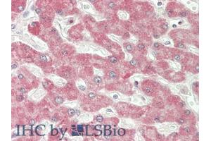 IHC-P analysis of Human Liver Tissue, with HE staining. (IFNB1 Antikörper  (AA 22-187))