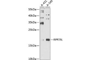 Western blot analysis of extracts of various cell lines, using RPP25L antibody (ABIN6131473, ABIN6147178, ABIN6147179 and ABIN6225234) at 1:1000 dilution. (RPP25L Antikörper  (AA 1-163))