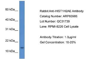 Western Blotting (WB) image for anti-Histone Cluster 1, H2ae (HIST1H2AE) (Middle Region) antibody (ABIN786312) (HIST1H2AE Antikörper  (Middle Region))