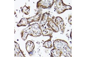 Immunohistochemistry (IHC) image for anti-Ubiquilin 4 (UBQLN4) (AA 300-390) antibody (ABIN7271124)