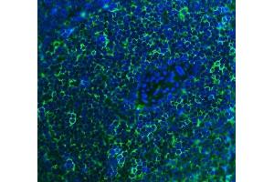 IF analysis of Cd2 using anti-Cd2 antibody (ABIN7600738).