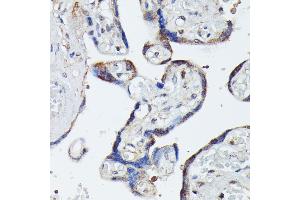 Immunohistochemistry of paraffin-embedded human placenta using MK4 antibody (ABIN7268654) at dilution of 1:100 (40x lens).