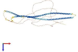 Keratin 84 (KRT84) (AA 1-603) protein (His tag)