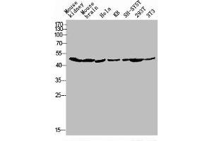 Western blot analysis of Mouse-kidney mouse-brain HELA KB SH-SY5Y 293T 3T3 lysis using GPR173 antibody. (GPR173 Antikörper  (Internal Region))
