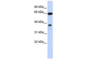 Image no. 1 for anti-Regulator of Chromosome Condensation 2 (RCC2) (AA 431-480) antibody (ABIN6741402)