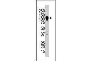 The MAP3K6 polyclonal antibody  is used in Western blot to detect MAP3K6 in NIH/3T3 cell lysate. (MAP3K6 Antikörper  (C-Term))