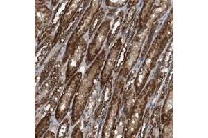 Immunohistochemical staining of human kidney with NAPEPLD polyclonal antibody  shows strong cytoplasmic positivity in tubular cells at 1:50-1:200 dilution.