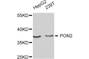 Western blot analysis of extracts of HepG2 and 293T cell lines, using PON2 antibody. (PON2 Antikörper)
