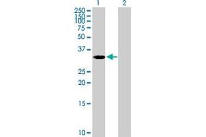 Western Blot analysis of ASB4 expression in transfected 293T cell line by ASB4 MaxPab polyclonal antibody. (ASB4 Antikörper  (AA 1-349))