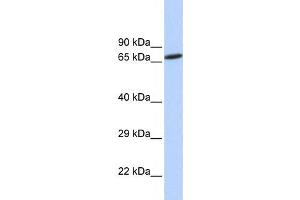 Western Blotting (WB) image for anti-Zinc Finger Protein 571 (ZNF571) antibody (ABIN2458186) (ZNF571 Antikörper)