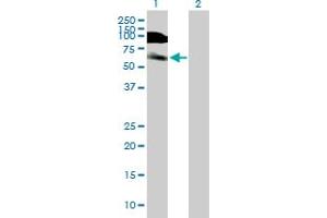 Western Blot analysis of DIDO1 expression in transfected 293T cell line by DIDO1 MaxPab polyclonal antibody. (DIDO1 Antikörper  (AA 1-544))