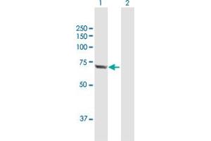 Western Blot analysis of HSPA2 expression in transfected 293T cell line by HSPA2 MaxPab polyclonal antibody. (HSPA2 Antikörper  (AA 1-639))