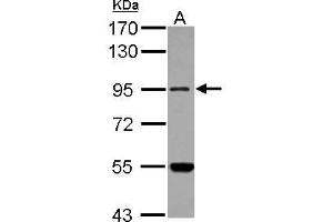 Western Blotting (WB) image for anti-Methionyl-tRNA Synthetase 2, Mitochondrial (MARS2) (N-Term) antibody (ABIN1494048) (MARS2 Antikörper  (N-Term))