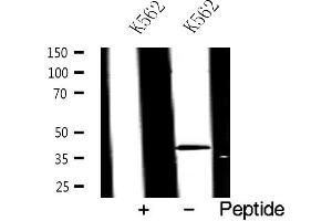Western blot analysis of JunD expression in K562 whole cell lysates,The lane on the left is treated with the antigen-specific peptide.