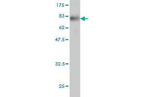 Western Blotting (WB) image for anti-PWP1 Homolog (PWP1) (AA 1-501) antibody (ABIN564832)