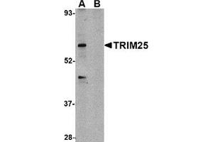 Western blot analysis of TRIM25 in HeLa cell lysate in (A) the absence and (B) presence of blocking peptide with this product at 1 μg/ml. (TRIM25 Antikörper  (C-Term))