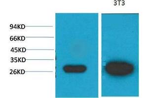 Western Blot (WB) analysis of 1)MCF7, 2) 3T3 with Galectin-3 Mouse Monoclonal Antibody diluted at 1:2000. (Galectin 3 Antikörper)