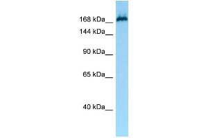 WB Suggested Anti-MAST1 Antibody Titration: 1.