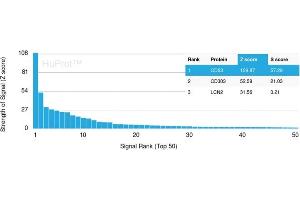 Analysis of Protein Array containing more than 19,000 full-length human proteins using CD63-Monospecific Mouse Recombinant Monoclonal Antibody (rMX-49. (Rekombinanter CD63 Antikörper)