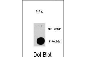 Dot blot analysis of anti-TSC2-p Phospho-specific Pab (Cat. (Tuberin Antikörper  (pSer939))