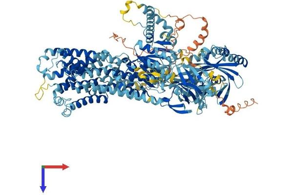 ATP8B1 Protein (AA 1-1251) (His tag)
