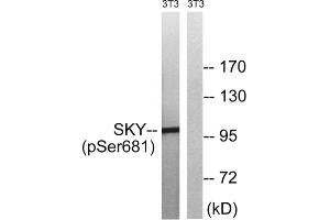 Western blot analysis of extracts from 3T3 cells, treated with EGF (200ng/ml, 5mins), using MER/SKY (Phospho-Tyr749/681) antibody. (MER/SKY (pTyr681), (pTyr749) Antikörper)