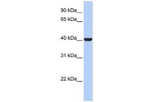 Western Blotting (WB) image for anti-Hydroxy-delta-5-Steroid Dehydrogenase, 3 beta- and Steroid delta-Isomerase 1 (HSD3B1) antibody (ABIN2458611) (HSD3B1 Antikörper)