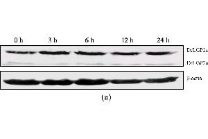 Western Blotting (WB) image for anti-Actin, beta (ACTB) (AA 1-50) antibody (ABIN724340)