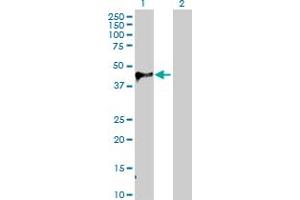 Western Blot analysis of WIF1 expression in transfected 293T cell line by WIF1 MaxPab polyclonal antibody. (WIF1 Antikörper  (AA 1-379))