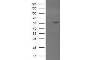 Image no. 1 for anti-Tripartite Motif Containing 22 (TRIM22) (AA 61-406) antibody (ABIN1491616) (TRIM22 Antikörper  (AA 61-406))