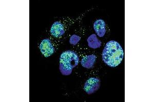 Confocal immunofluorescent analysis of Phospho-eNos- Antibody (ABIN650806 and ABIN2839789) with HepG2 cell followed by Alexa Fluor 488-conjugated goat anti-rabbit lgG (green). (ENOS Antikörper  (pSer1177))