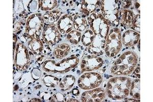 Image no. 5 for anti-Amyloid beta (A4) Precursor Protein (APP) antibody (ABIN1496880) (APP Antikörper)