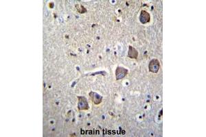 NRN1L Antibody (Center) immunohistochemistry analysis in formalin fixed and paraffin embedded human brain tissue followed by peroxidase conjugation of the secondary antibody and DAB staining.