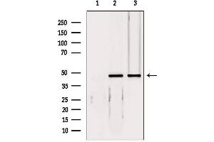Western blot analysis of extracts from various samples, using EIF4A3 antibody.