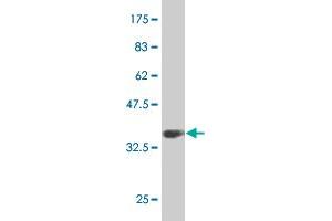 Western Blot detection against Immunogen (36. (PHF1 Antikörper  (AA 2-100))