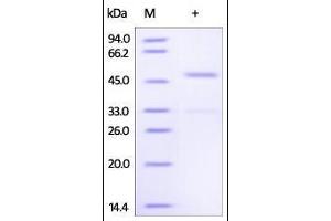 Human Ephrin-A4, Fc Tag on SDS-PAGE under reducing (R) condition. (EFNA4 Protein (AA 26-171) (Fc Tag))