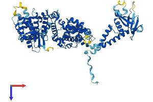 ELMO1 Protein (AA 1-727) (His tag)