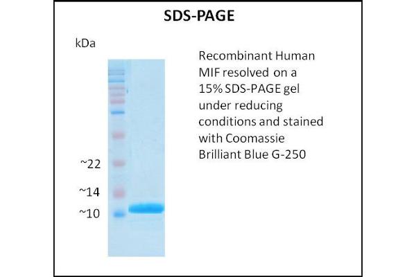 MIF Protein